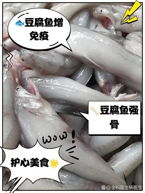 小白龍魚有哪些營養價值？，小白龍魚是什么魚