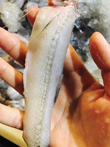 小白龍魚有哪些營養價值？，小白龍魚是什么魚