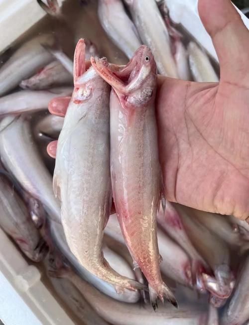 小白龍魚有哪些營養價值？，小白龍魚是什么魚