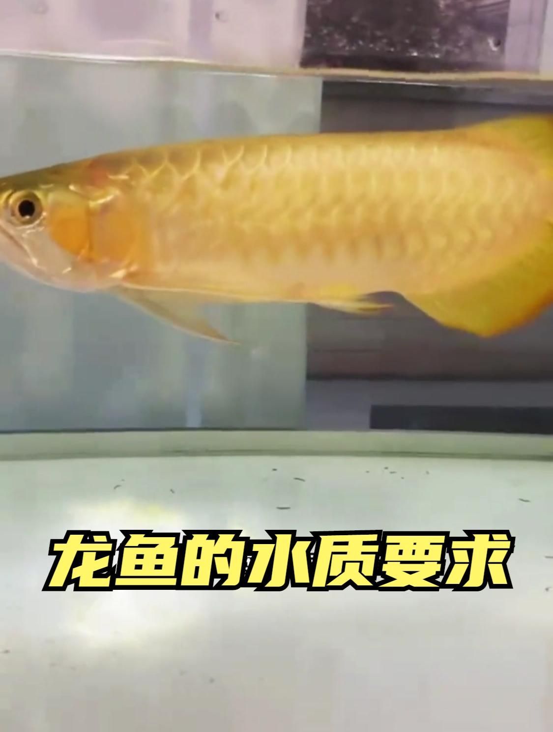養(yǎng)龍魚需要哪些水質參數，養(yǎng)龍魚需要注意哪些水質參數