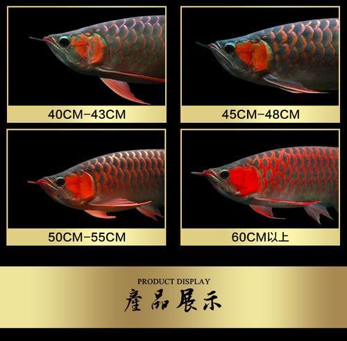 過背金龍魚20cm有哪些品種，20cm過背金龍魚品種對比表，過背金龍魚哪個品種最珍貴