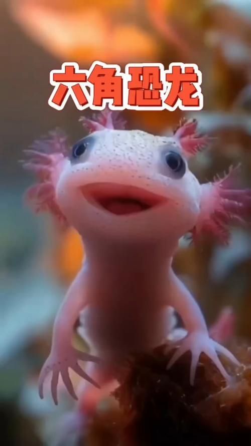 給我一些六角龍的圖片