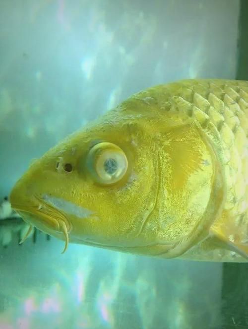 如何預防觀賞魚蒙眼病的發生，如何預防北京觀賞魚蒙眼病