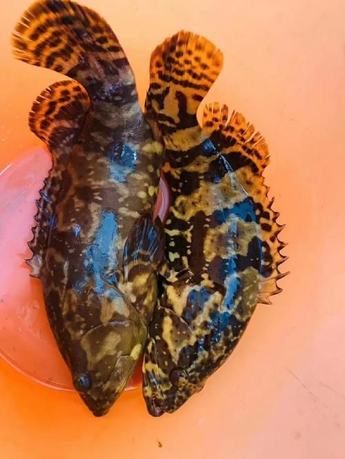 給我更多關(guān)于云龍魚的圖片，云龍魚的價格是多少云龍魚的價格是多少云龍魚的價格是多少