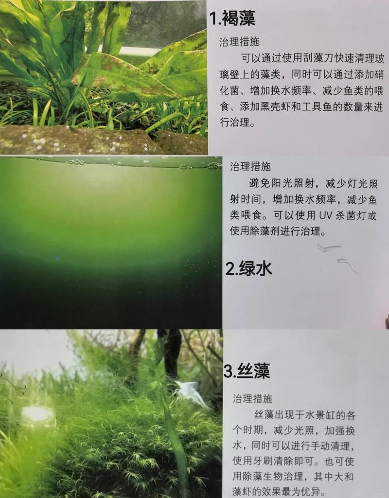 如何預防魚缸中有害藻類的爆發，預防魚缸中有害藻類的爆發需要采取一系列綜合措施