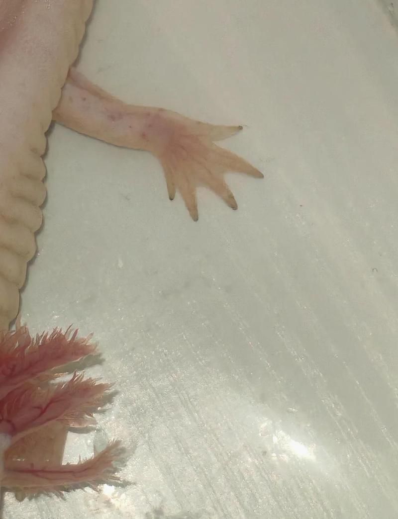 如何判斷六角恐龍魚腳爛的嚴重程度，六角恐龍魚腳爛的嚴重程度可以通過觀察其外觀和行為來初步判斷