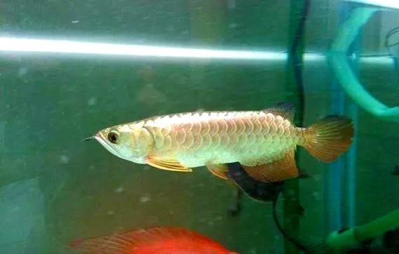 給我一些辨別白條過背金龍魚真假的高清圖片，如何辨別白條過背金龍魚的真假？