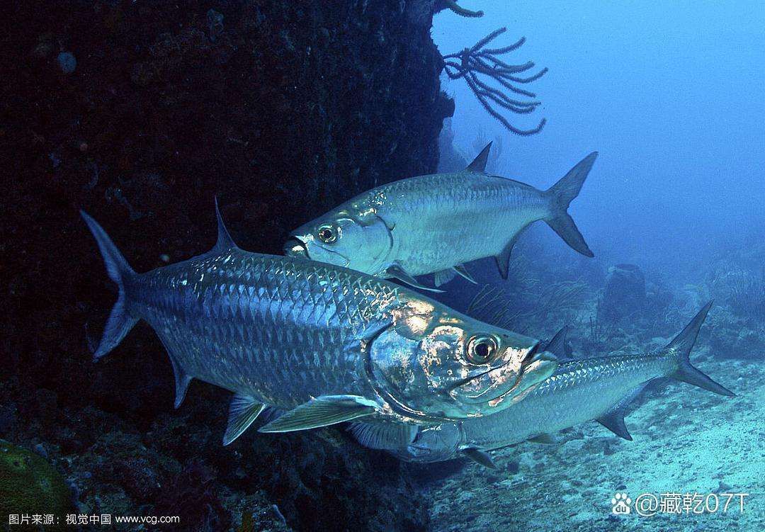 泰龐海鰱魚有哪些品種，泰龐海鰱魚有哪些顏色變異泰龐海鰱魚市場價格是多少