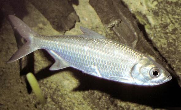 泰龐海鰱魚有哪些品種，泰龐海鰱魚有哪些顏色變異泰龐海鰱魚市場價格是多少