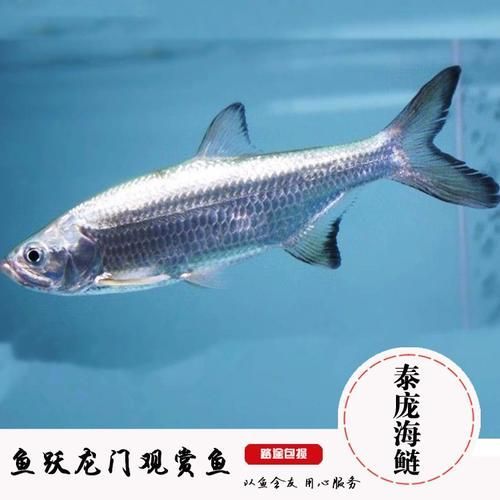 泰龐海鰱魚有哪些品種，泰龐海鰱魚有哪些顏色變異泰龐海鰱魚市場價格是多少