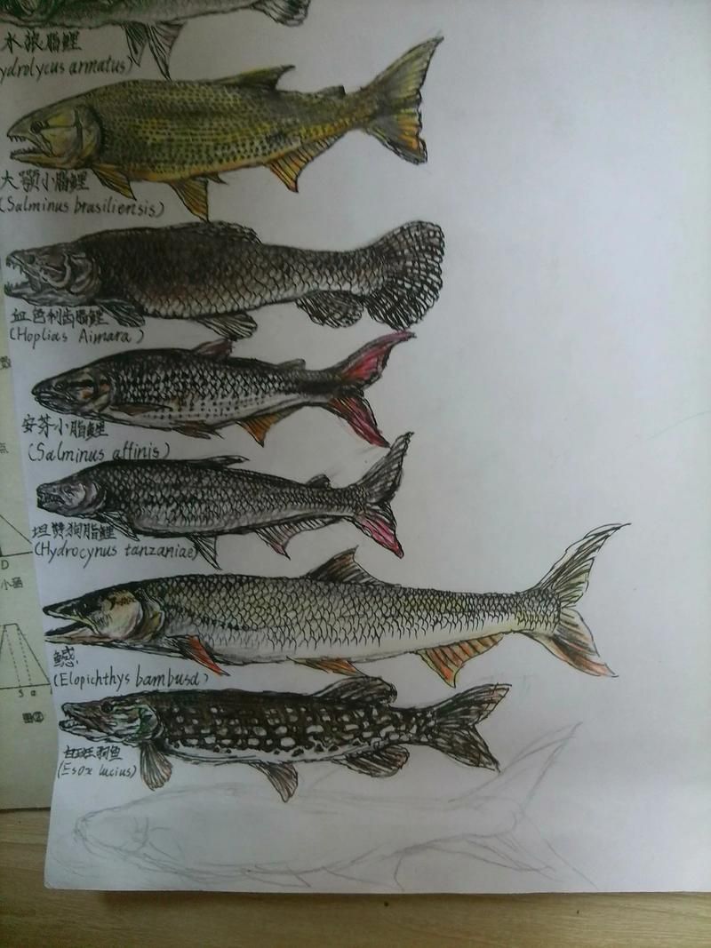 泰龐海鰱魚有哪些品種，泰龐海鰱魚有哪些顏色變異泰龐海鰱魚市場價格是多少