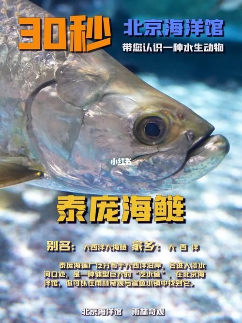 泰龐海鰱魚有哪些品種，泰龐海鰱魚有哪些顏色變異泰龐海鰱魚市場價格是多少