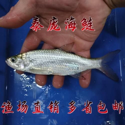 泰龐海鰱魚有哪些品種，泰龐海鰱魚有哪些顏色變異泰龐海鰱魚市場價格是多少