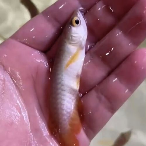 20厘米過背金龍魚圖片