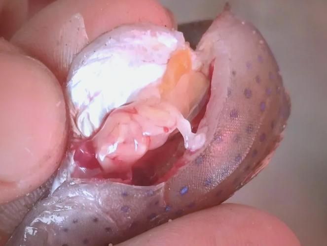 魚身上潰爛的癥狀圖片，魚身上出現(xiàn)潰爛的癥狀圖片，可能是由于細菌感染導致的