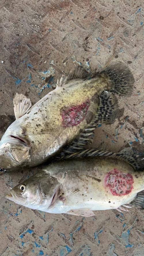 魚身上潰爛的癥狀圖片，魚身上出現(xiàn)潰爛的癥狀圖片，可能是由于細菌感染導致的