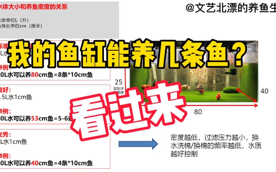 魚缸里養(yǎng)七條魚可以嗎，魚缸里養(yǎng)七條魚可以嗎魚缸里養(yǎng)七條魚合適嗎