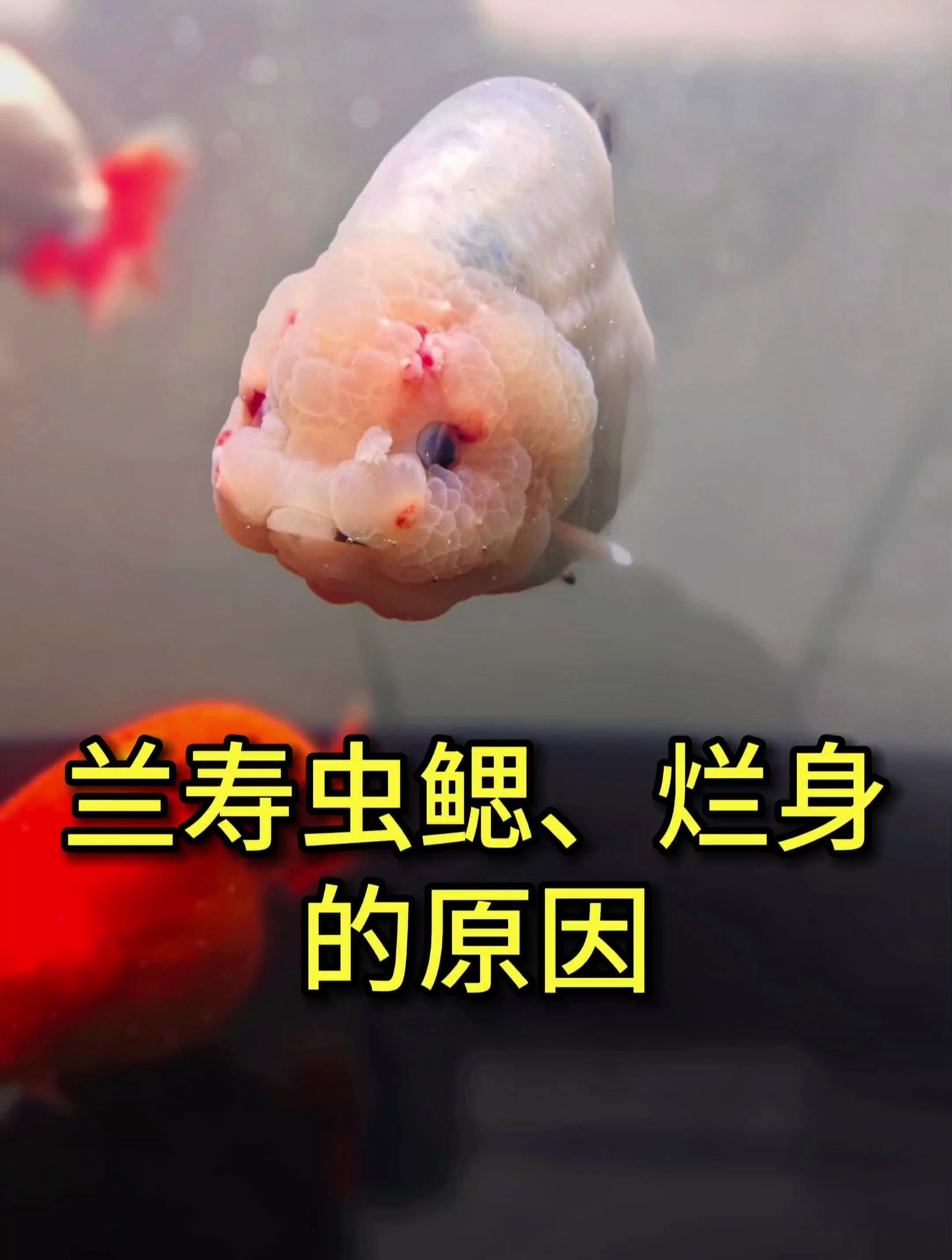 金魚眼睛充血會自愈嗎，金魚充血能自愈嗎