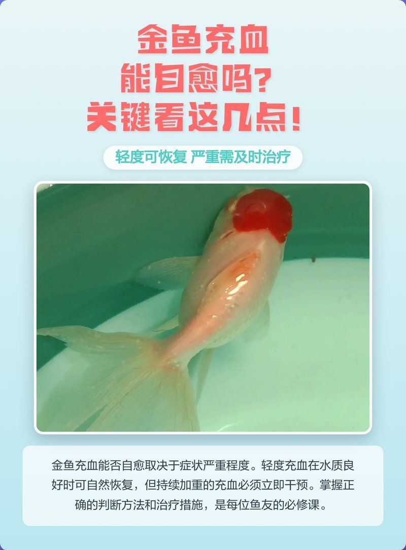 金魚眼睛充血會自愈嗎，金魚充血能自愈嗎