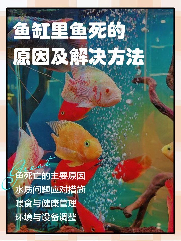 龍魚突然死亡后如何補(bǔ)救？，龍魚突然死亡后如何補(bǔ)救，魚缸連續(xù)死魚的原因及解決方法