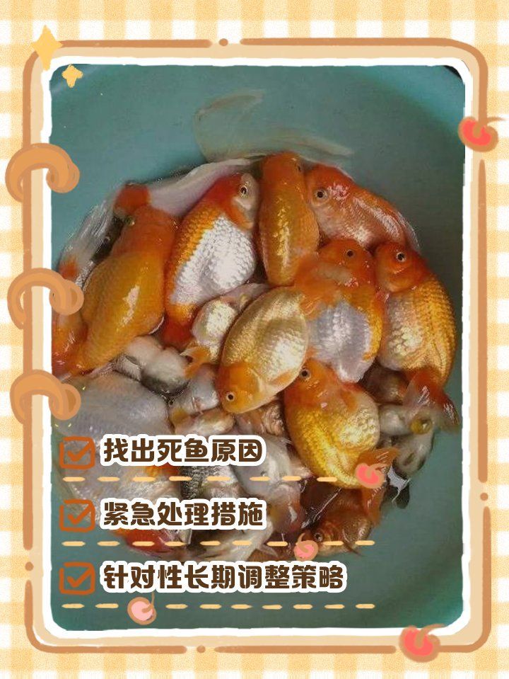 龍魚突然死亡后如何補(bǔ)救？，龍魚突然死亡后如何補(bǔ)救，魚缸連續(xù)死魚的原因及解決方法