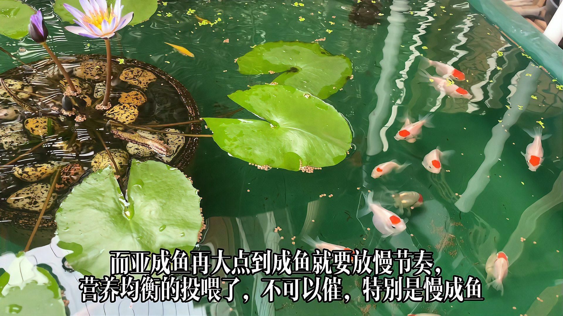 如何保持金魚健康的狀態，如何保持金魚健康