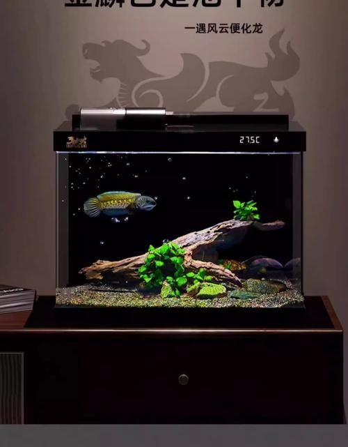 詳解血紅龍魚的飼養方法，血紅龍魚的飼養方法詳解