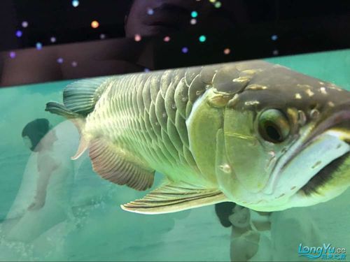 給我一些金龍魚病的圖片示例，如何判斷金龍魚是否患病？