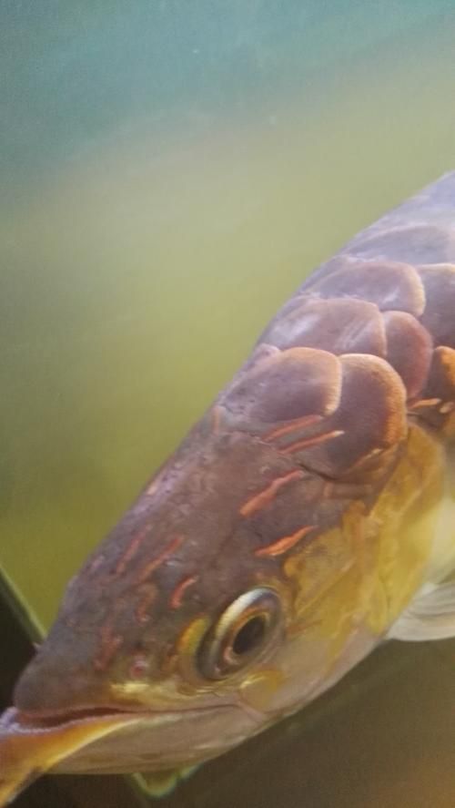 給我一些金龍魚病的圖片示例，如何判斷金龍魚是否患病？