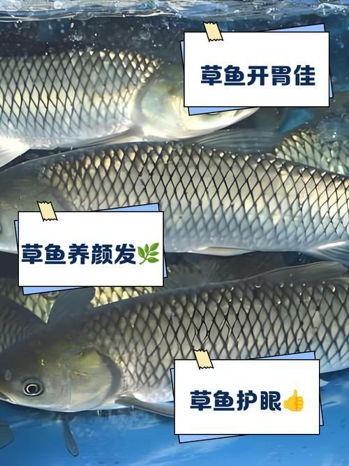如何預防魚類腸炎，arxiv論文助手預防魚類腸炎思考完成arxiv論文助手