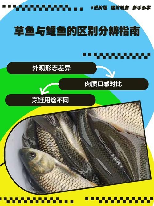 如何預防魚類腸炎，arxiv論文助手預防魚類腸炎思考完成arxiv論文助手