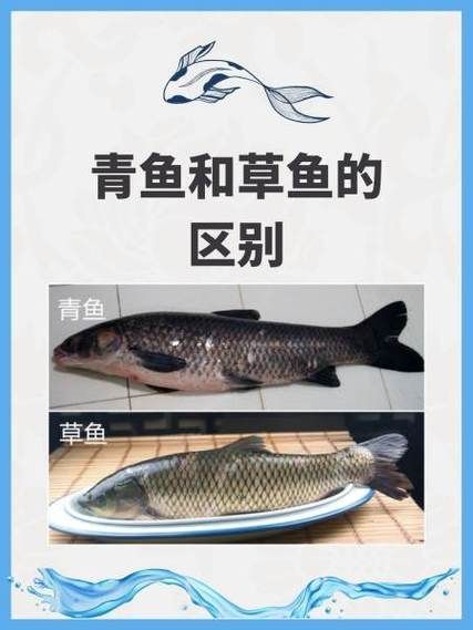 如何預防魚類腸炎，arxiv論文助手預防魚類腸炎思考完成arxiv論文助手