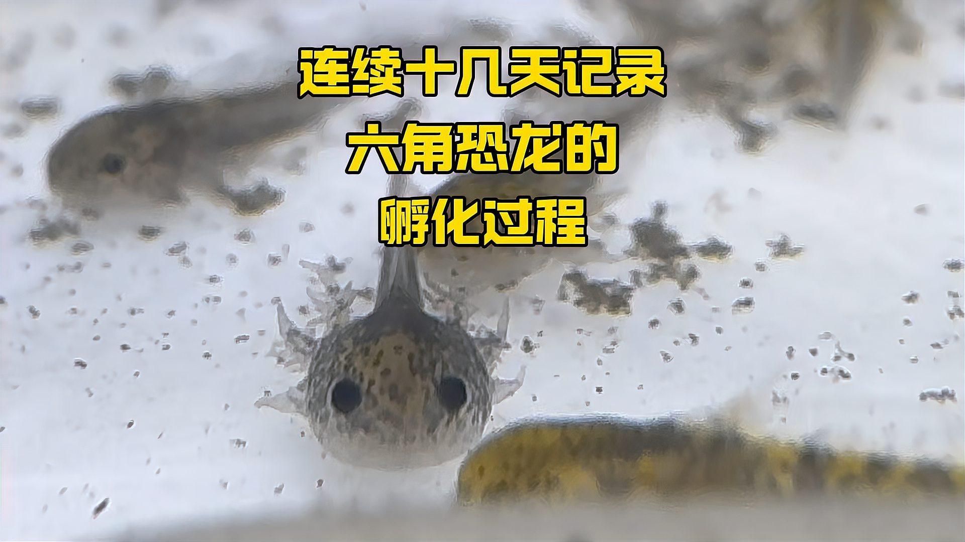 六角龍魚如何繁殖，六角龍魚的繁殖過(guò)程