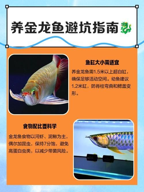 如何判斷紅龍魚和金龍魚的品相，紅龍魚和金龍魚和金龍魚的品相的品相評判標準截然不同