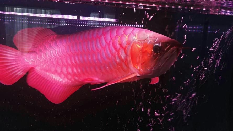 哪些紅龍魚品種容易發(fā)紫？，什么樣的紅龍魚容易發(fā)紫？