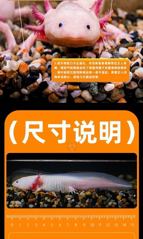 如何區分六角龍魚與其他蠑螈？，如何區分六角龍魚