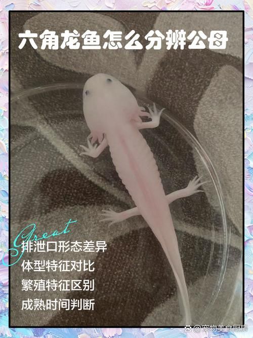 如何區分六角龍魚與其他蠑螈？，如何區分六角龍魚