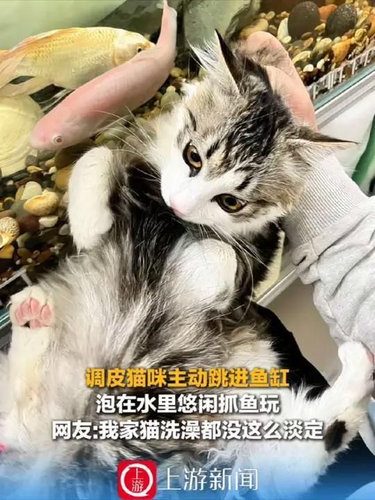 有哪些貓不會攻擊的魚類，哪些魚類貓不會攻擊？