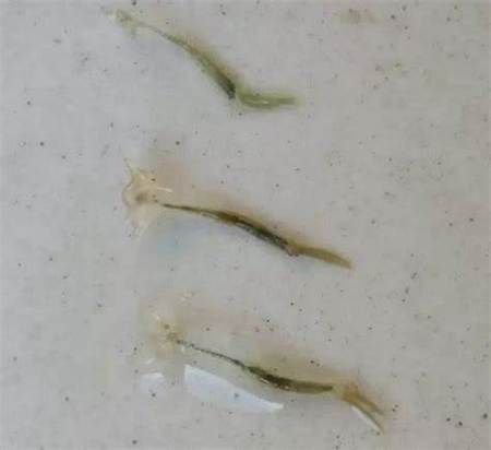 龍魚魚鰭根部充血要警惕四種病，龍魚魚鰭根部充血要警惕四種疾病