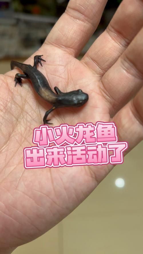 如何判斷小火龍魚是否適應水質(zhì)？，如何判斷小火龍魚適應水質(zhì)