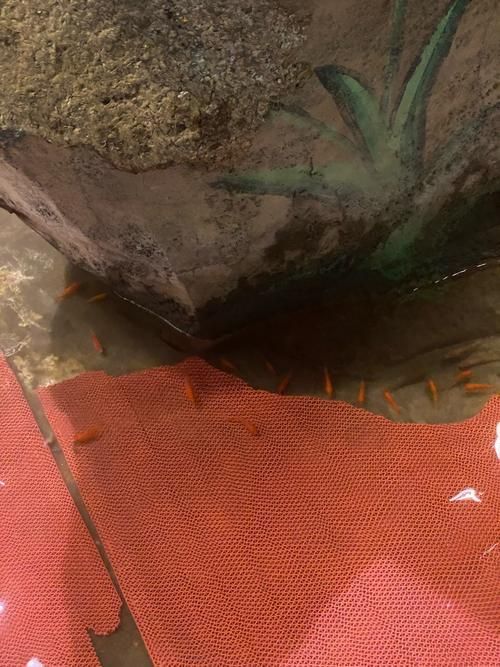 如何判斷小火龍魚是否適應水質(zhì)？，如何判斷小火龍魚適應水質(zhì)
