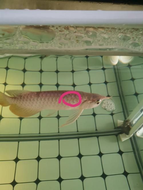 能提供更多龍魚外寄癥狀圖嗎，如何判斷龍魚是否感染外寄生蟲