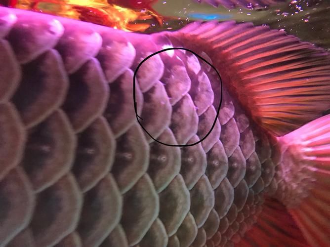 能提供更多龍魚外寄癥狀圖嗎，如何判斷龍魚是否感染外寄生蟲