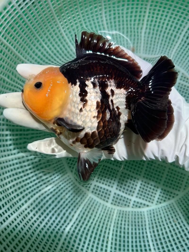 馬龍魚的分布范圍，馬龍魚分布范圍
