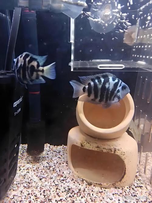 馬龍魚的分布范圍，馬龍魚分布范圍