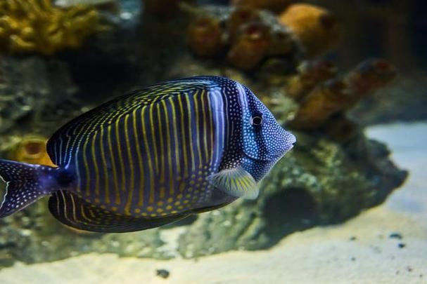 馬龍魚的分布范圍，馬龍魚分布范圍