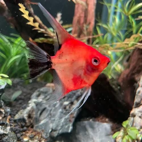 赤荔鳳冠魚繁殖后如何護理？，最終呈現赤荔鳳冠魚繁殖后如何實為民間用戶要求詳解