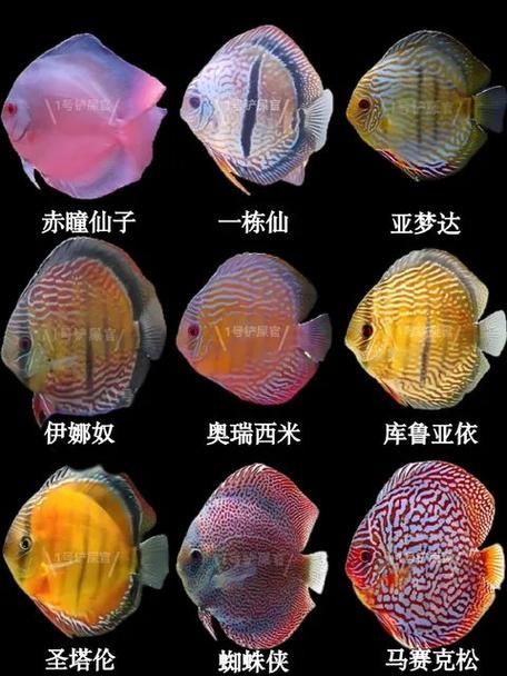 赤荔鳳冠魚繁殖后如何護理？，最終呈現赤荔鳳冠魚繁殖后如何實為民間用戶要求詳解