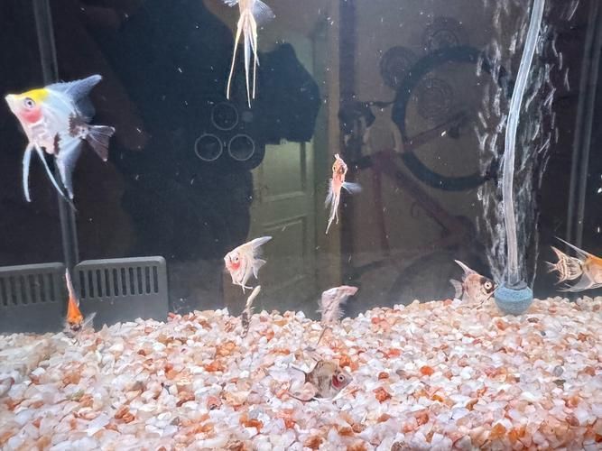 赤荔鳳冠魚繁殖后如何護理？，最終呈現赤荔鳳冠魚繁殖后如何實為民間用戶要求詳解