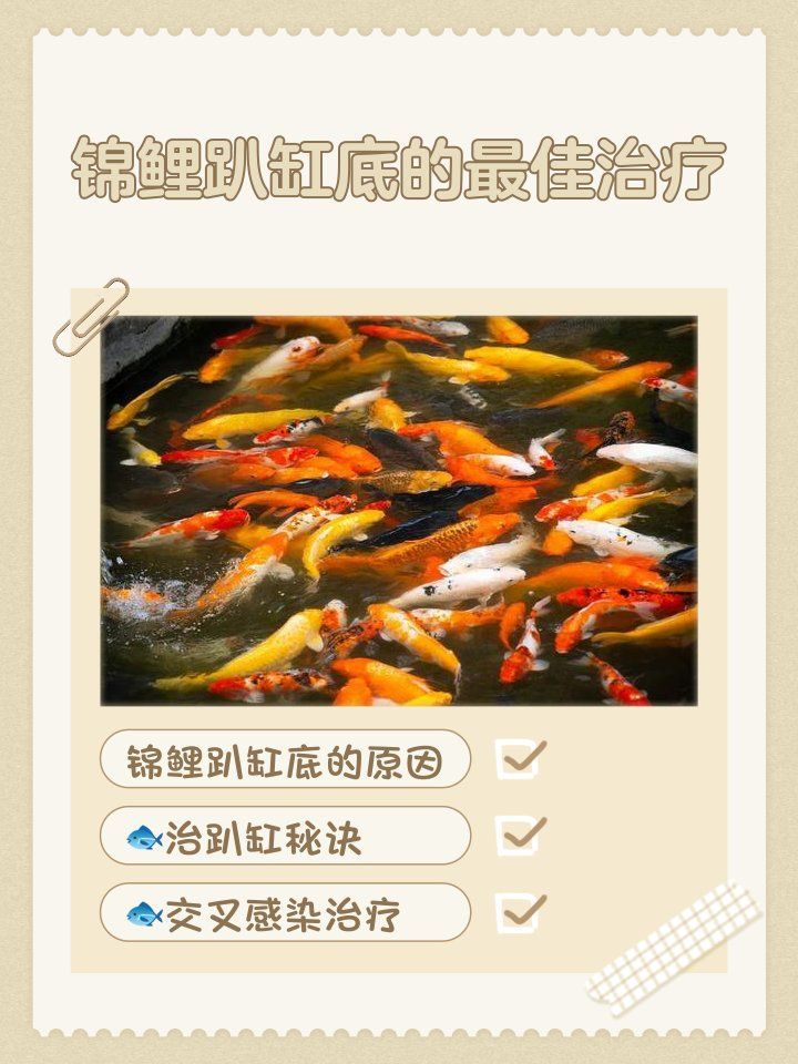 錦鯉扎堆趴缸多久會死，關于錦鯉趴缸現象及其他錦鯉趴缸現象及其可能引發的死亡